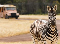 Werribee zoo discount