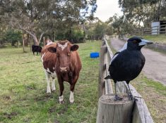 Collingwood children's farm